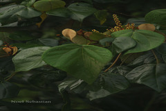 Mallotus tetracoccus